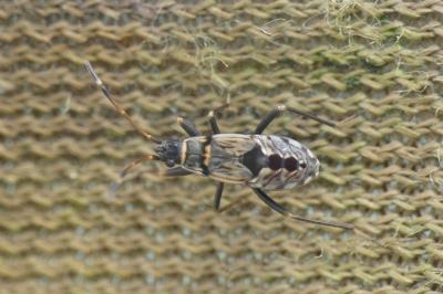 <i>Beosus maritimus</i>