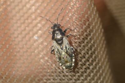 <i>Heterogaster urticae</i>