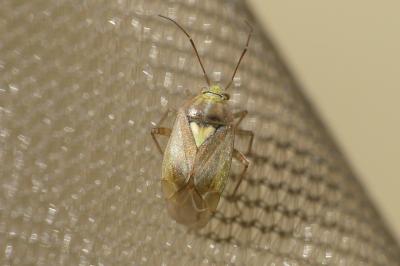 <i>Lygus rugulipennis</i>
