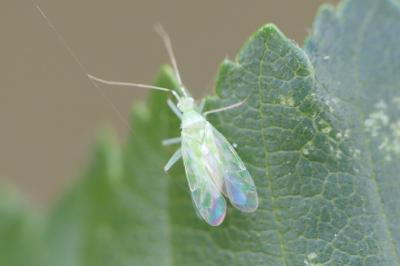 <i>Malacocoris chlorizans</i>