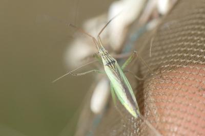<i>Notostira</i>