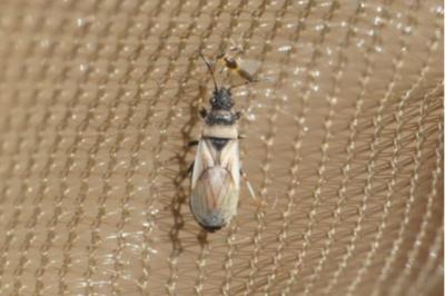 <i>Oxycarenus pallens</i>