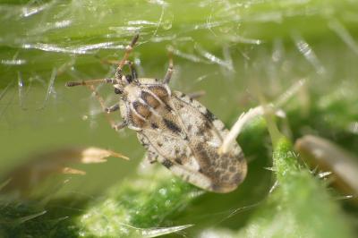<i>Tingis cardui</i>