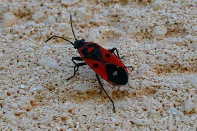 <i>Melanocoryphus albomaculatus</i>
