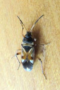 <i>Raglius alboacuminatus</i>