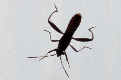 <i>Camptopus lateralis</i>