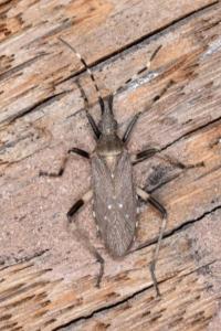 <i>Dicranocephalus agilis</i>