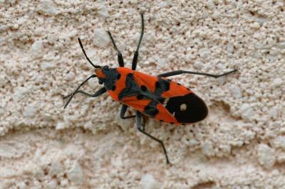 <i>Lygaeus equestris</i>