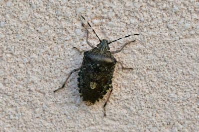<i>Rhaphigaster nebulosa</i>