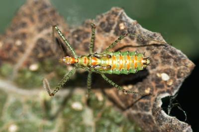 <i>Zelus renardii</i>