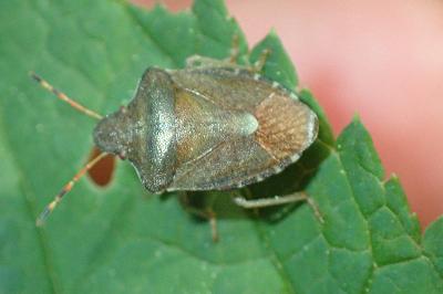 <i>Peribalus strictus vernalis</i>