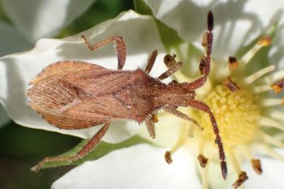 <i>Coriomeris</i>