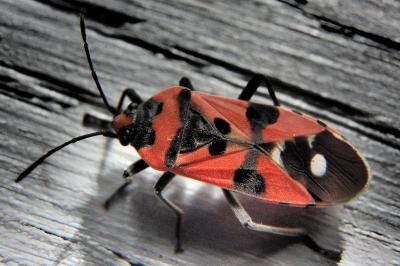 <i>Lygaeus equestris</i>