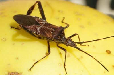 <i>Leptoglossus occidentalis</i>