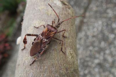 <i>Leptoglossus occidentalis</i>
