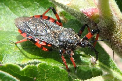 <i>Rhynocoris annulatus</i>