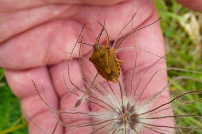 <i>Carpocoris purpureipennis</i>