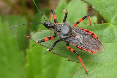 <i>Rhynocoris annulatus</i>