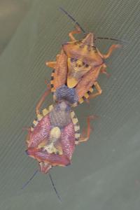 <i>Carpocoris purpureipennis</i>