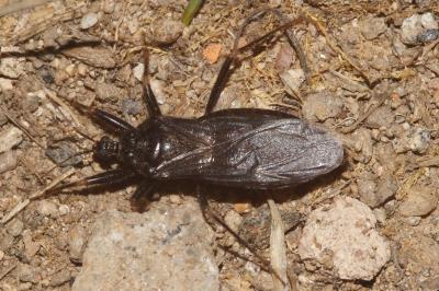 <i>Reduvius personatus</i>