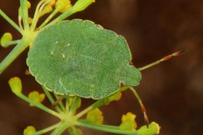 <i>Palomena prasina</i>