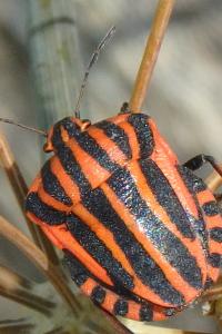 <i>Graphosoma italicum italicum</i>