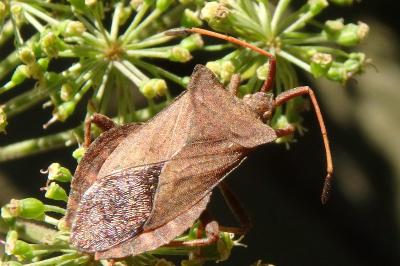 <i>Coreus marginatus</i>