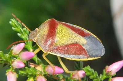 <i>Piezodorus lituratus</i>