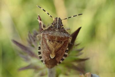 <i>Dolycoris baccarum</i>