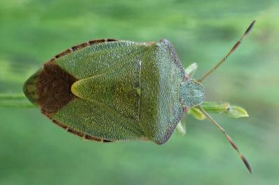 Palomena prasina