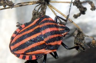 <i>Graphosoma italicum italicum</i>