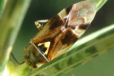 <i>Orthops</i>