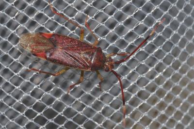 <i>Pantilius tunicatus</i>