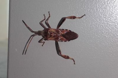 <i>Leptoglossus occidentalis</i>
