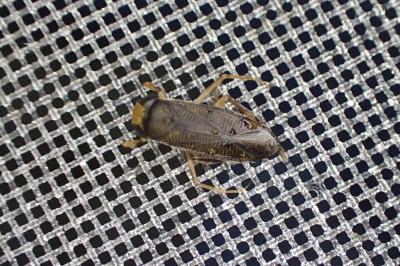 Callicorixa praeusta