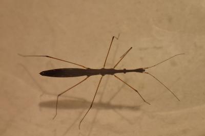 <i>Hydrometra stagnorum</i>