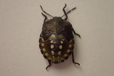 <i>Nezara viridula</i>