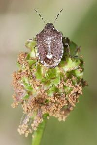 <i>Holcostethus sphacelatus</i>