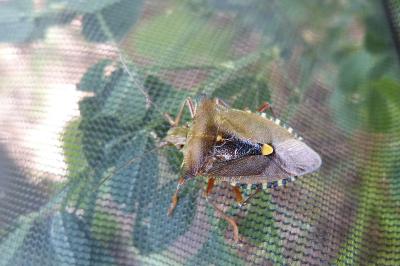<i>Pentatoma rufipes</i>