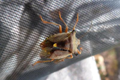 <i>Pentatoma rufipes</i>