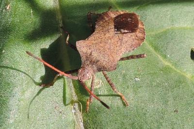 <i>Coreus marginatus</i>