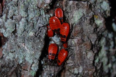 <i>Pyrrhocoris apterus</i>