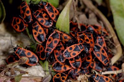 <i>Pyrrhocoris apterus</i>
