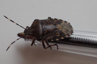 <i>Rhaphigaster nebulosa</i>