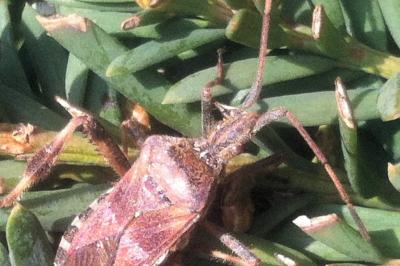 <i>Leptoglossus occidentalis</i>