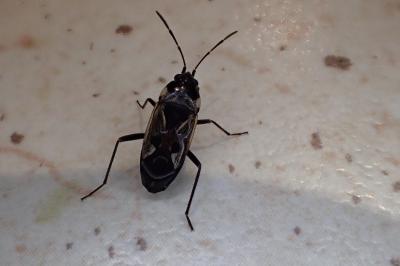 <i>Rhyparochromus vulgaris</i>