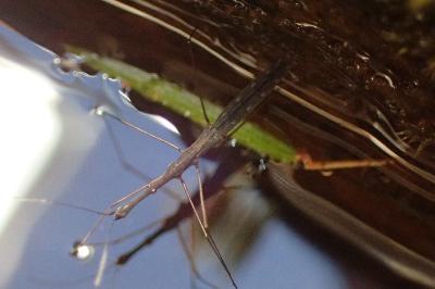 <i>Hydrometra stagnorum</i>