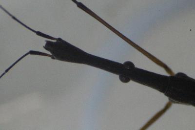 Hydrometra stagnorum