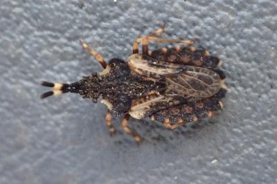 <i>Aradus</i>