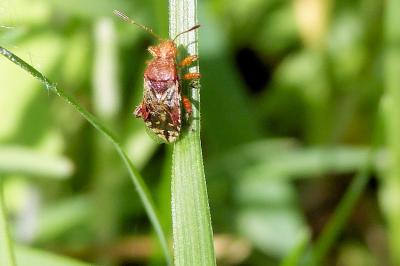 <i>Rhopalus subrufus</i>